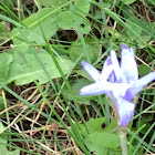 Chicory