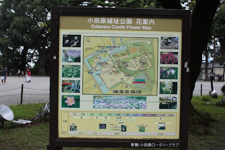 小田原城址公園 花案内