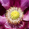 Opium Poppy