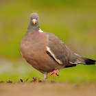 Torcaz (Common wood pigeon)