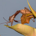 Leaf-footed bug