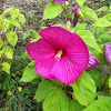 rose mallow