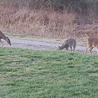 White tail deer