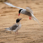 Charrán ártico (Arctic tern)