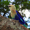 Blue-bellied roller