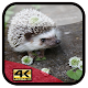 Download Hedgehog Wallpaper HD For PC Windows and Mac 1.0