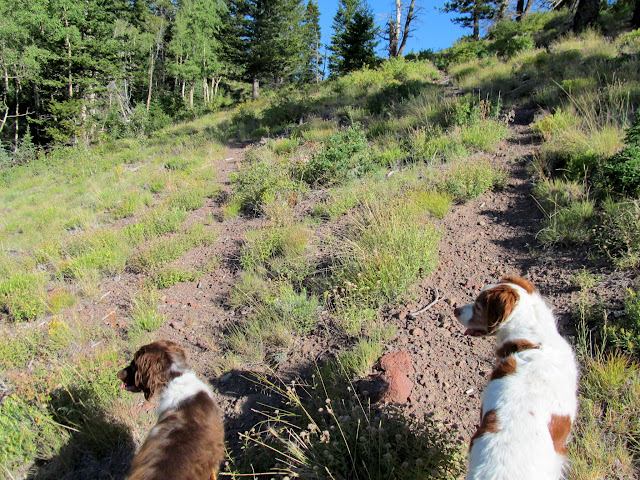 Boulder and Torrey on the trail