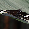 Great Eggfly