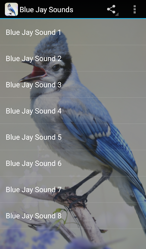 Screenshot Blue Jay Sounds