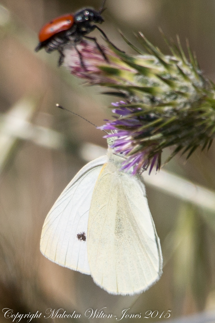 Small White