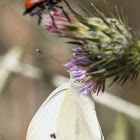 Small White