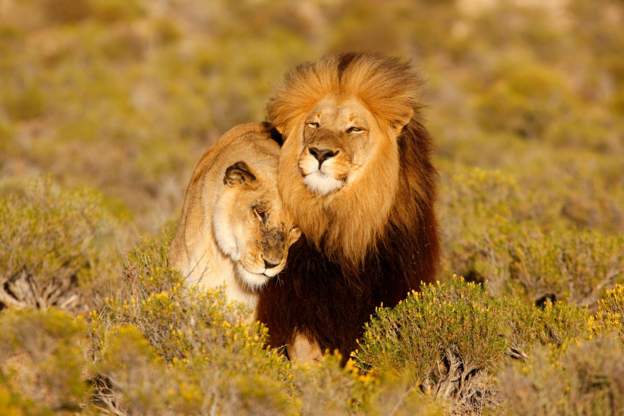 About 3,500 lions live in the wild in South Africa