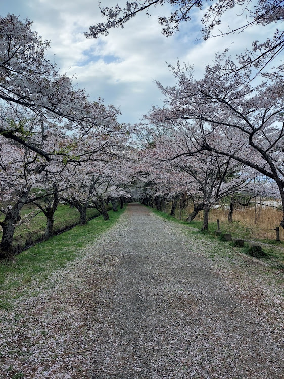Nボックスカスタムのいつもいいねありがとうございます😊・今年最後の桜写真🌸・地元桜巡り🌸・南湖公園にて✨に関するカスタム事例の投稿画像2枚目