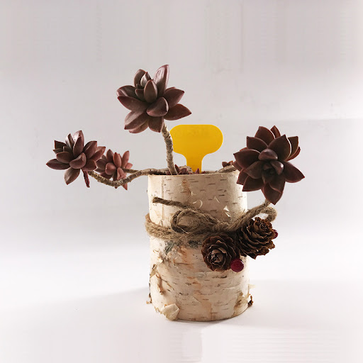 Title 5, Create custom indoor and outdoor planters. Desi...