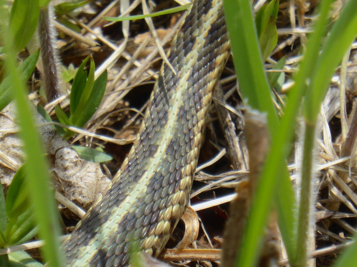 Common Garter Snake