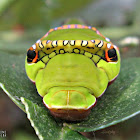 Caterpillar