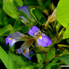 Marsh Barbel, Long leaved barleria,  Malayalam Neermully, Vayalchulli,  कोकिलाक्ष