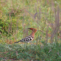 Hoopoe