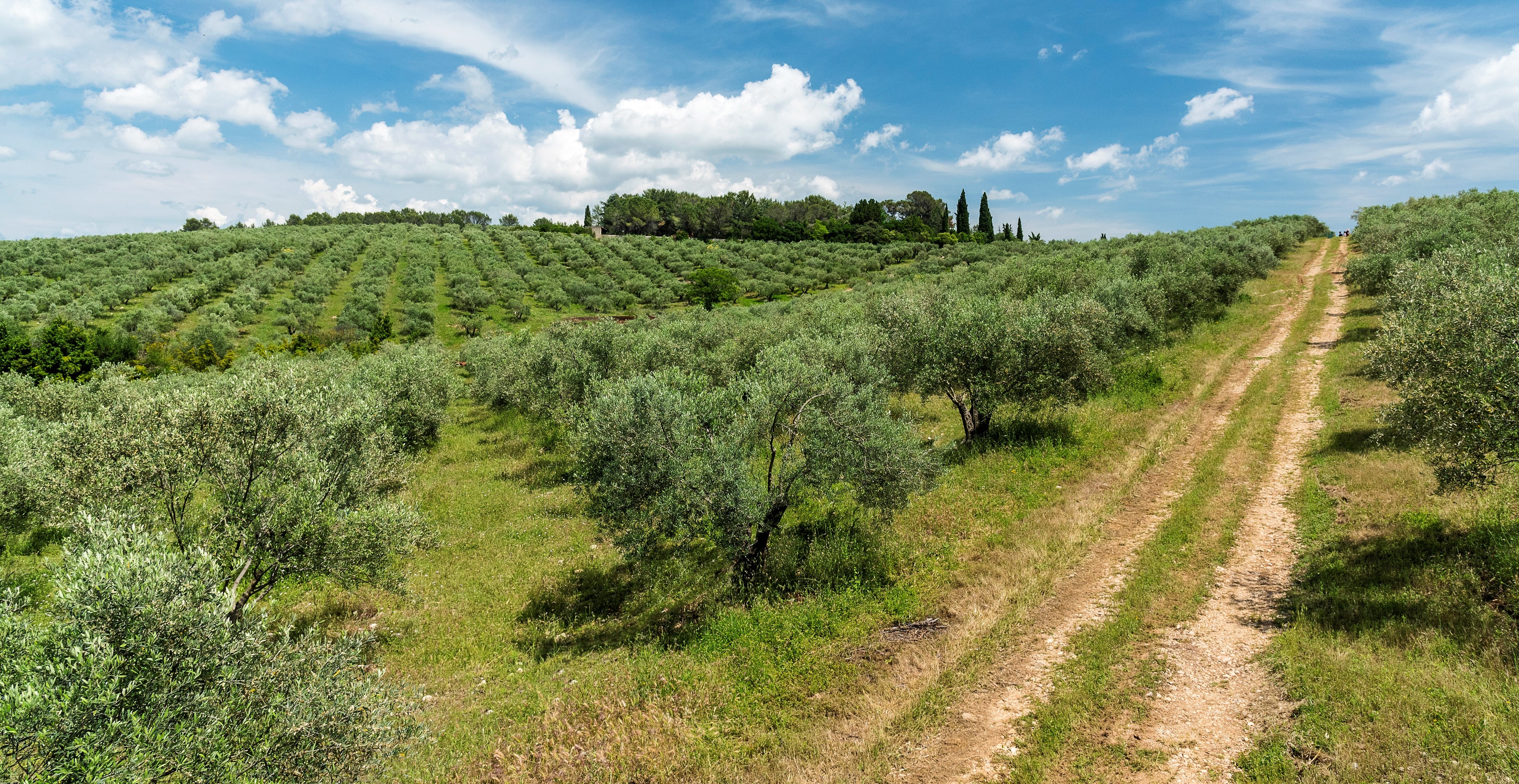 Domaine l'Oulivie - Producteur d'huiles d'olive