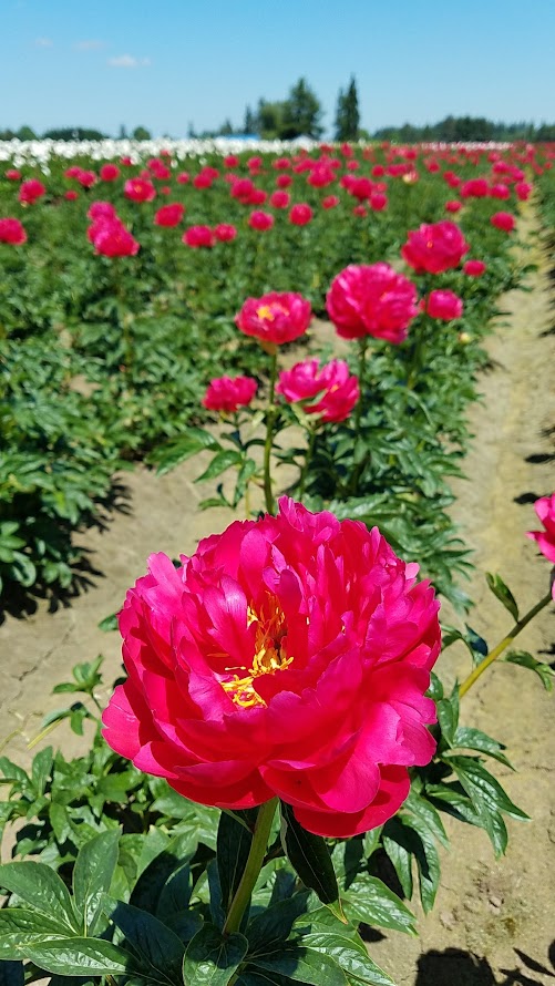 Visiting the Adelman Peony Gardens just north of Salem, about an hour south of Portland is free and open generally from May-June during bloom season