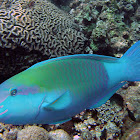 Bullethead Parrotfish