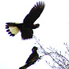 Yellow-tailed black cockatoo