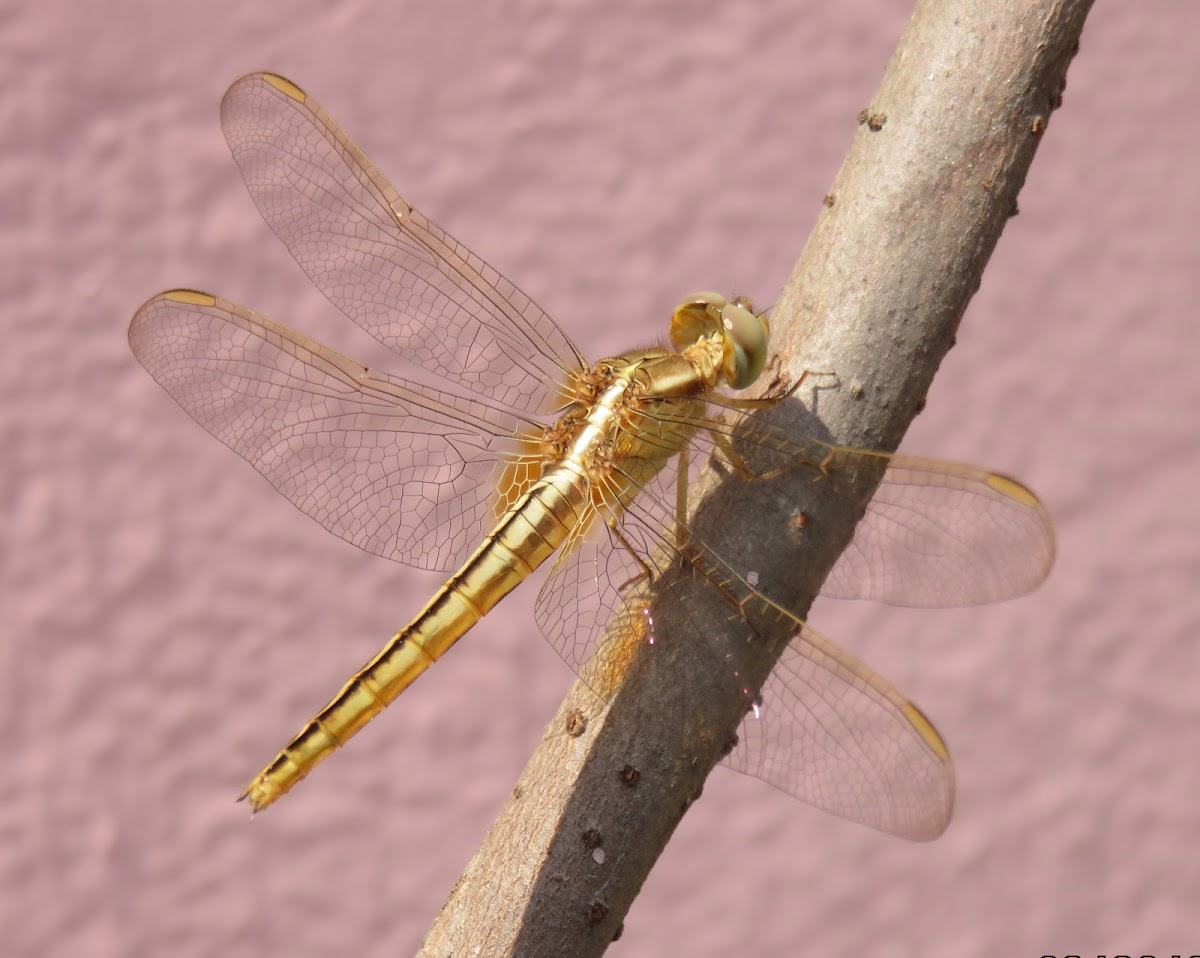 Wandering Glider or Globe Skimmer