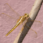 Wandering Glider or Globe Skimmer