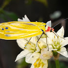 Yellow-Spotted Jewel Female