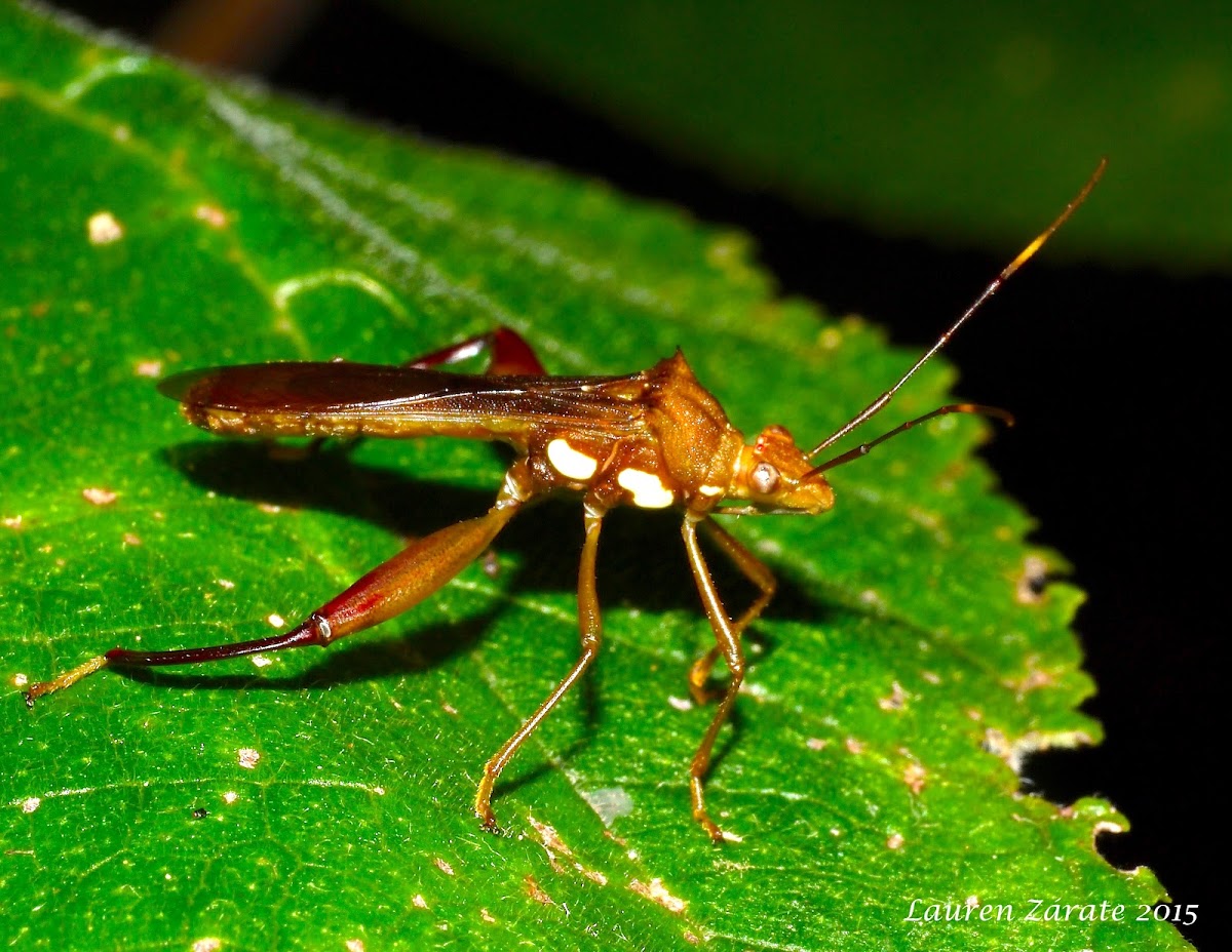 Broad-Headed Bug