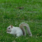 Albino Squirrel