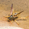 European Paper Wasp