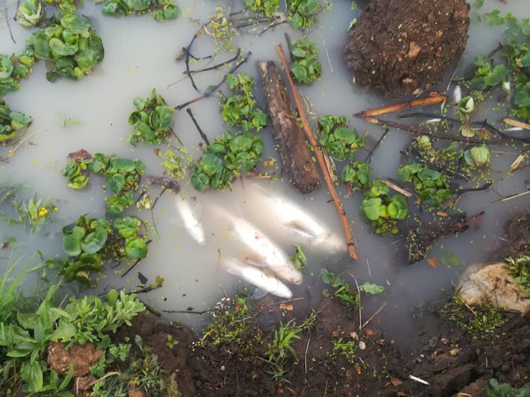 Vegetable oil and caustic acid from the Willowton Group's oil factory spilled into rivers around Pietermaritzburg while the city was hosting a climate-change summit that dealt with pollution of rivers.