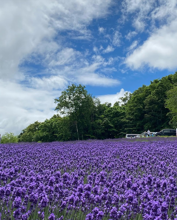 デイズハイウェイスターのFUGA💕・ほろみ峠ラベンダー園・ラベンダー園から市街地・DAYS✖️FUGA💕に関するカスタム事例の投稿画像8枚目