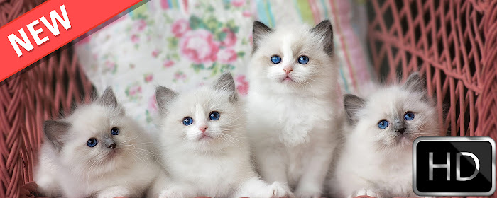 Kittens HD new free tab theme marquee promo image