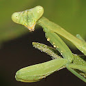 Giant Asian Mantis nymph