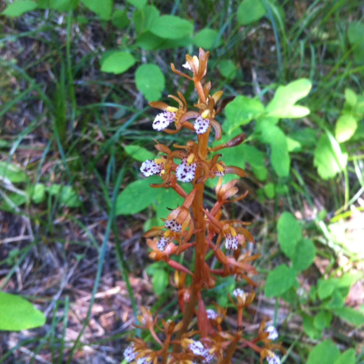 Spotted coralroot