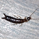 Ringlegged earwig