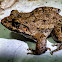 Chinese edible frog, East Asian bullfrog