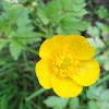 Creeping buttercup