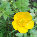 Creeping buttercup