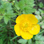 Creeping buttercup