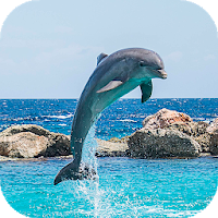 Dolphin Wallpapers HD backgrounds  themes