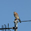 Kestrel