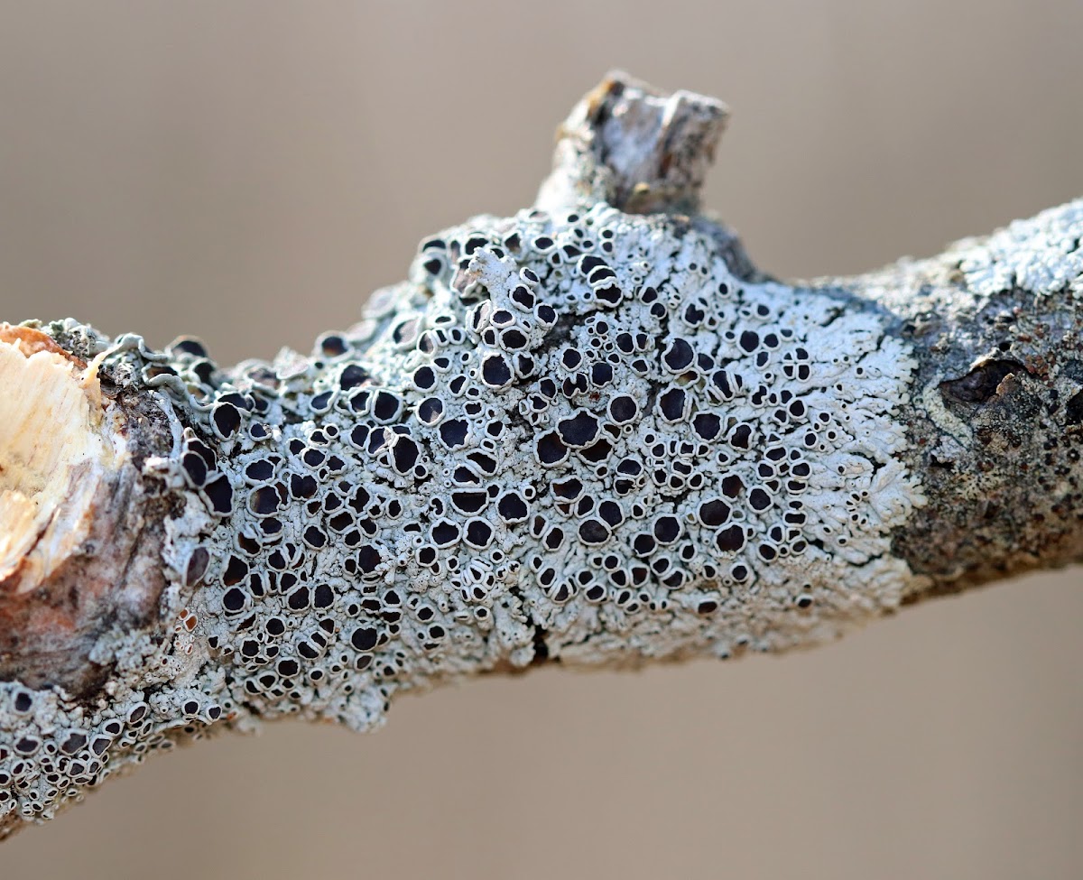 Starry Rosette Lichen