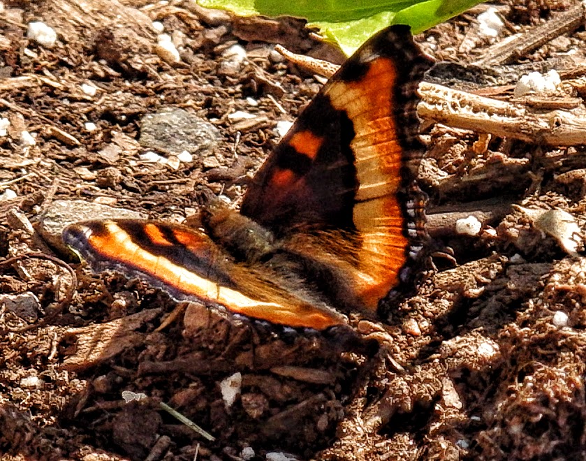 Milbert's Tortoiseshell