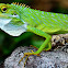 Green Crested Lizard