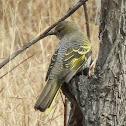 Black Cuckooshrike (female)