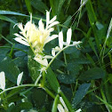 Chlorophyll deficiencies in the leaves of spring vetch