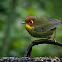 Chestnut-headed Tesia